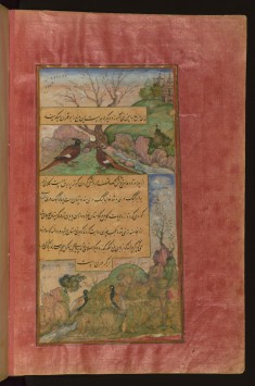 Birds of Hindustan: Luchas, Called Buqalamun, and Partridges