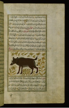 A Pig (Hog)