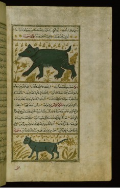 A Bear and a Hay-weasel