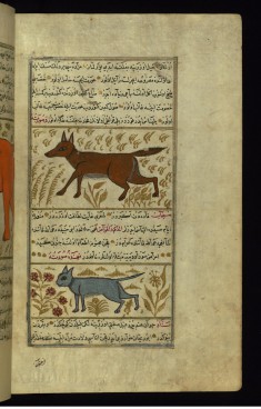 A Wolf and a Gray Squirrel