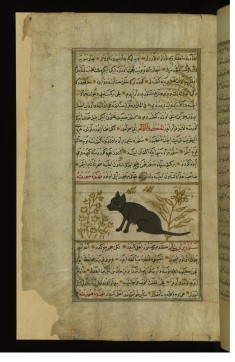 A Cat