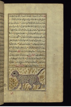 A Cheetah