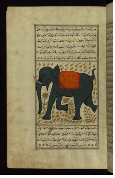 An Elephant