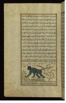 A Monkey