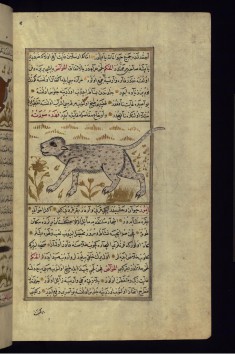 A Leopard