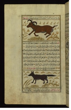 An Animal Called Namur and a Marten (Sable)