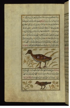A Turkey and a Bird Called Abu Haruz
