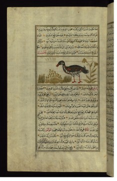 A Duck