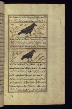 A Hawk and a Sparrow Hawk