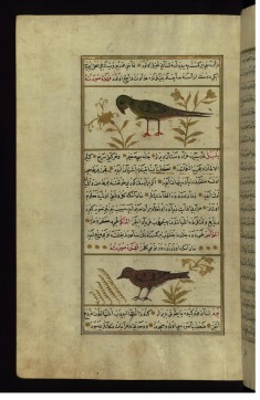 A Parrot and a Nightingale