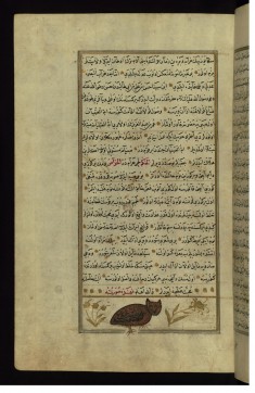 An Owl
