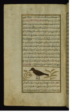 A Swift