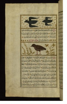 Two Bats and a Francolin (a Kind of Partridge)