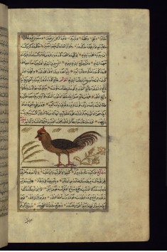 A Rooster