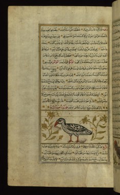 An Eagle