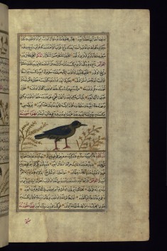 A Crow