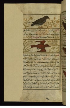 A Saker and a Sea Gull
