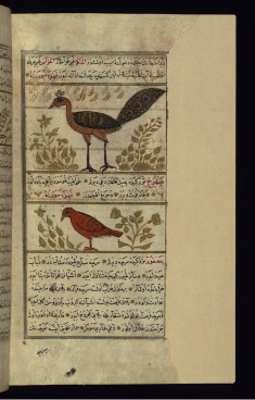 A Peacock and a Kind of Partridge