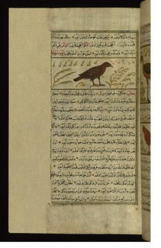 A Sparrow