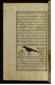 A Raven