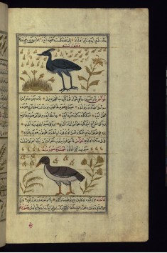 A Crane and a Heron (?)