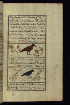 A Sand-grouse and a Turtle-dove