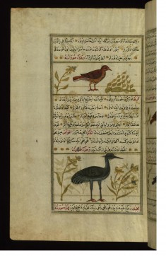 An Indian Bird Called Quqis and a Crane