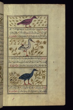 An Indian Owl, a Stork, and a Heron