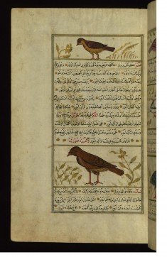 A Bird Called Maka and a Vulture