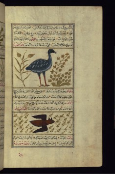 An Ostrich and a Bat