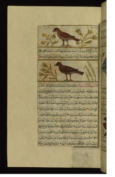 A Bird Called Yura'ah (?) and a Turtle-dove