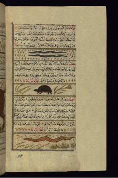 Earthworms, a Beetle, and a Snake