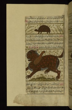 A Turtle and a Strange Animal Called Dajah