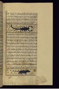 A Scorpion and a Mouse