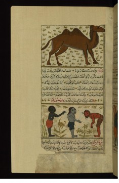 A Camel and Three Strange Single-handed and Single-legged Creatures