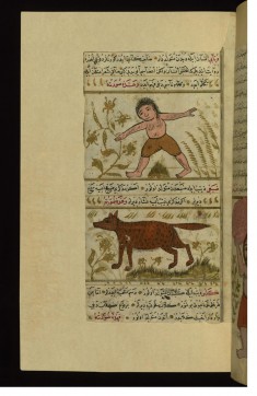 The Creatures Dabbabi (Half-man, Half-bear) and Dabaghi (Half-wolf, Half-hyena)
