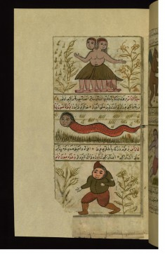 Three Creatures