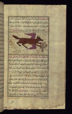 A Two-winged Fox