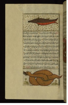 A Fish and a Large Snake from Vaynah (Vinah?) Island