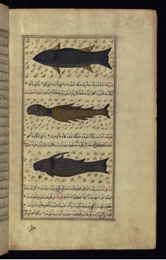 Three Types of Fish from Around Vaynah (Vinah?) Island
