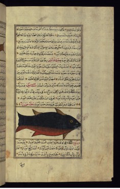 A Huge Fish