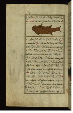 A Fish with the Head of an Owl