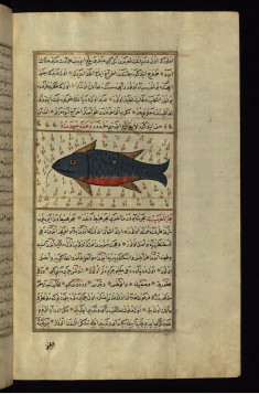 A Fish from the Vaynah (Vinah?) Seas