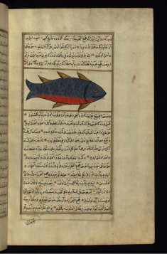 A Fish from the Vaynah (Vinah?) Seas