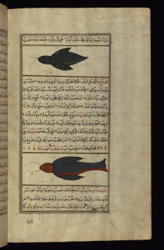 Two Strange Fish from the Vaynah (Vinah?) Seas