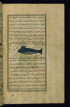 A Sea-rabbit