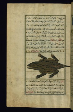 A Crocodile