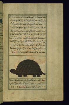 A Turtle