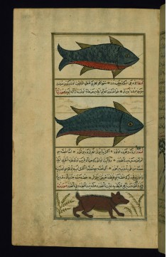 An Animal Called Fatus, Another Called Qanta, and a Beaver