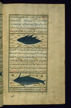 Two Fish Called Qunfadh al-ma' (Water-hedgehog) and Quqi